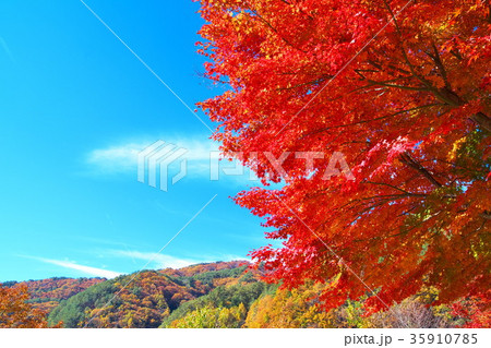 モミジ湖　紅葉 35910785