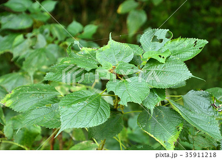 植物：カラムシ　イラクサ科 35911218