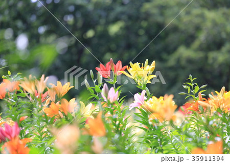 ところざわゆり園 色とりどりのゆり ところざわゆり園 色とりどりのゆり 35911394