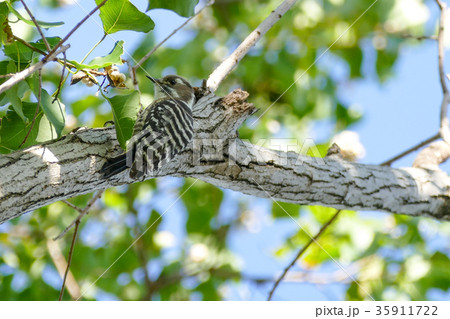 コゲラ コゲラ 35911722