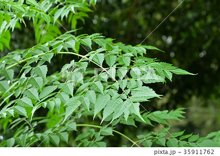 樹木 センダン センダン科の写真素材