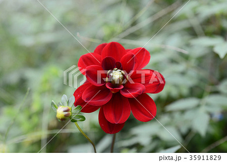 ダリア 35911829