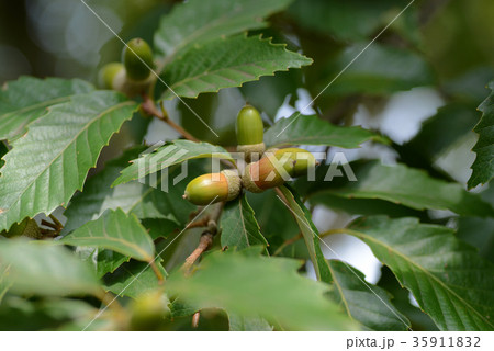どんぐり 35911832