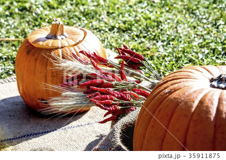 ハロウィンの庭 35911875