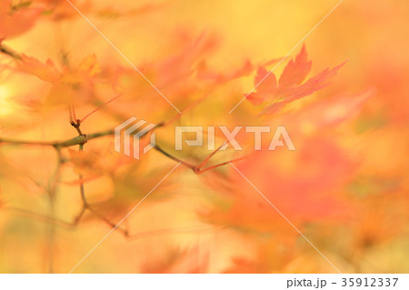 モミジの紅葉 只見町 モミジの紅葉 只見町 35912337