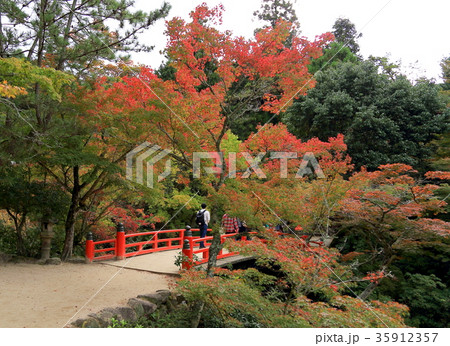 紅葉谷 紅葉谷 35912357