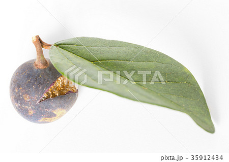 イタビカズラ イタビカズラ 35912434