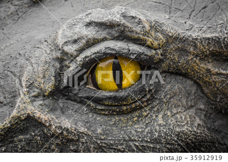 Yellow eyes of crocodiles. 35912919