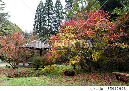 悠久の森 悠久の森 35912948