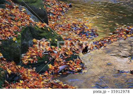 マゼノ渓谷の落葉 35912978