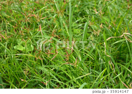 植物：カヤツリグサ　カヤツリグサ科 35914147