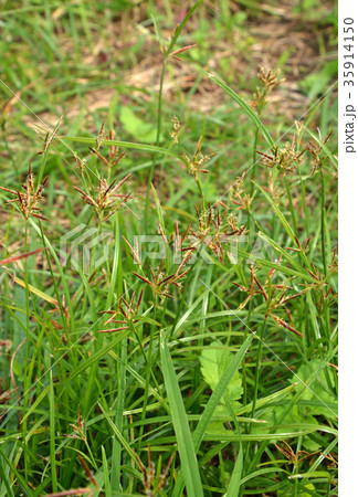 植物：カヤツリグサ　カヤツリグサ科 35914150