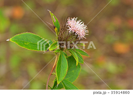 植物:オケラ キク科 植物:オケラ キク科 35914860