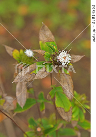 植物：オケラ　キク科 35914863