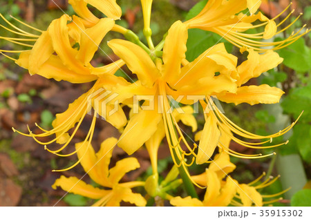 植物:ショウキズイセン ヒガンバナ科 植物:ショウキズイセン ヒガンバナ科 35915302