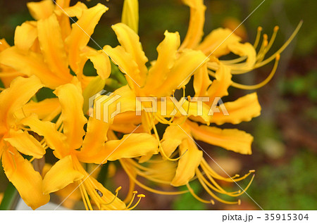 植物：ショウキズイセン　ヒガンバナ科 35915304