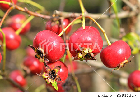 樹木：サンザシ　バラ科 35915327