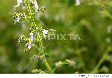 植物：ヒキオコシ　シソ科 35915858