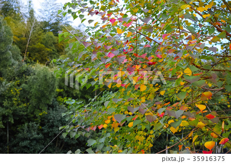 ナンキンハゼの木の紅葉 ナンキンハゼの木の紅葉 35916375