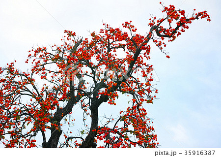 実をつけた大きな柿の木　横位置 35916387