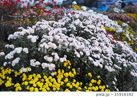 花畑の様々な菊の花 35916392