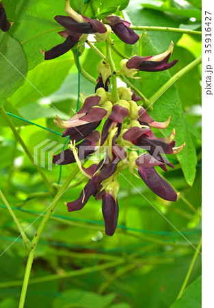 植物:ハッショウマメ マメ科 植物:ハッショウマメ マメ科 35916427