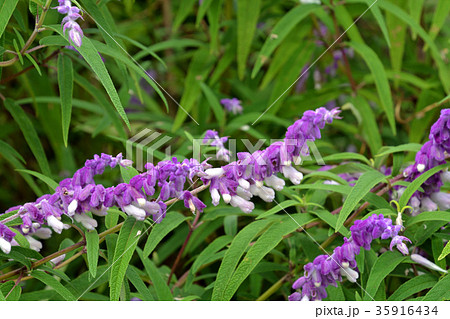 植物：メキシカンブッシュセージ　シソ科 35916434