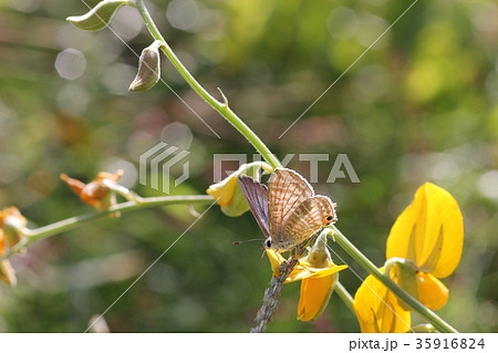 ウラナミシジミ01 ウラナミシジミ01 35916824