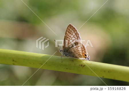 ウラナミシジミ０３ 35916826