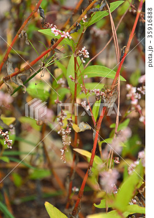 植物：アイ　タデ科 35916888