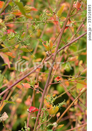 植物 アカザ アカザ科の写真素材