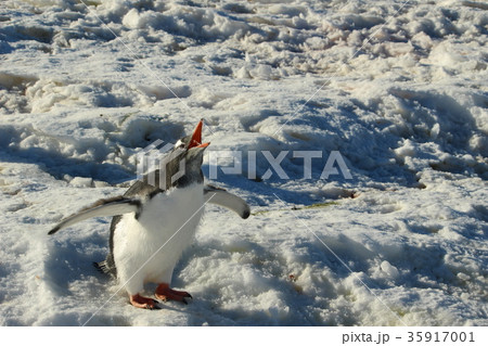 鳴くペンギン 35917001