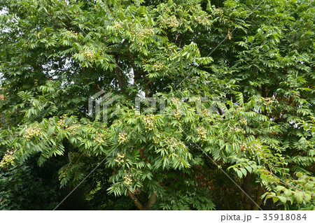 樹木：ムクロジ　ムクロジ科 35918084