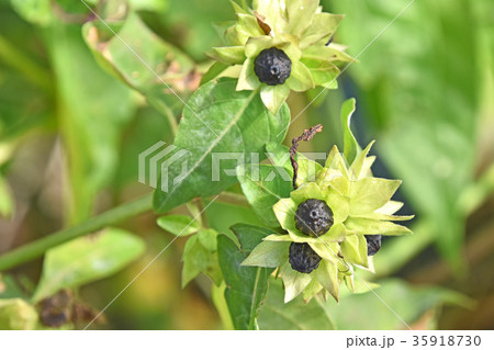 オシロイバナの種 35918730