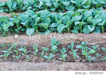 Chinese kale vegetable in garden 35920287