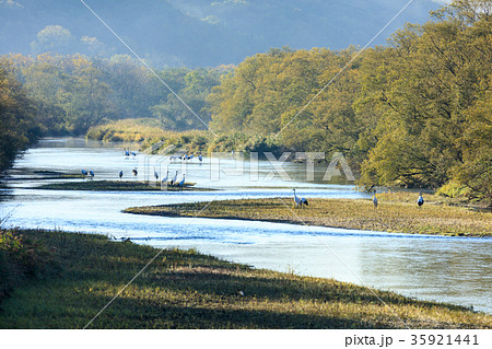 秋にくつろぐタンチョウ 秋にくつろぐタンチョウ 35921441