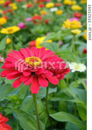 百日草 百日草 35925093