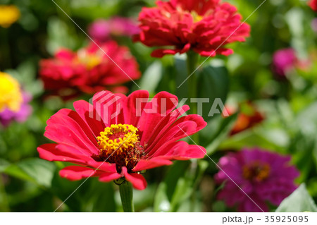 百日草 百日草 35925095