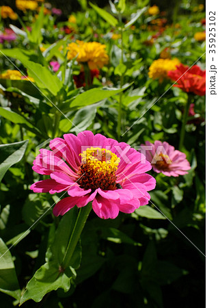 百日草 百日草 35925102