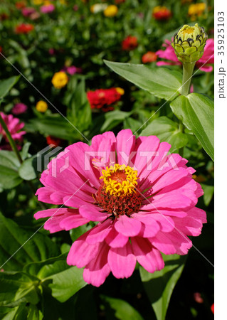 百日草 百日草 35925103