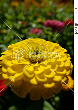 百日草 百日草 35925107