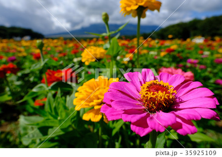 百日草 百日草 35925109