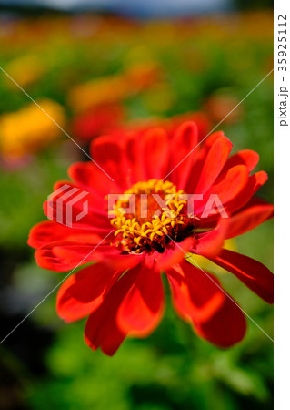 百日草 35925112