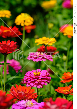 百日草 百日草 35925270