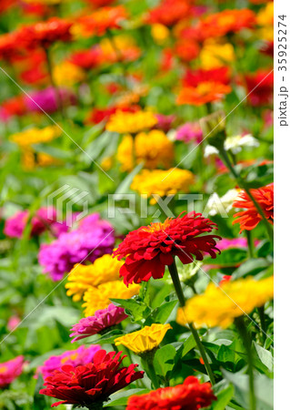 百日草 百日草 35925274