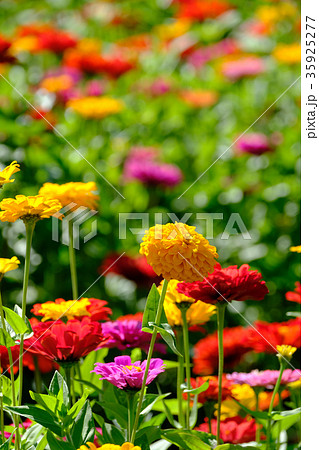 百日草 百日草 35925277