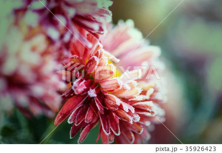 Frozen flowers 35926423