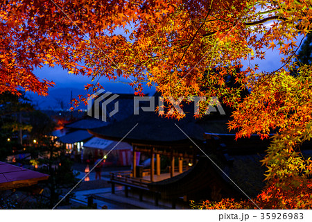出雲神社 京都 亀岡 紅葉 ライトアップ 出雲神社 京都 亀岡 紅葉 ライトアップ 35926983