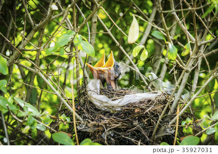 Rural landscape with a beautiful sunset 35927031