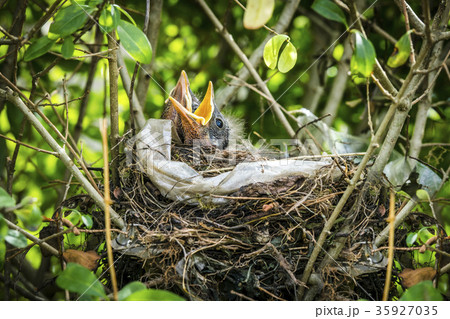 Rural landscape with a beautiful sunset 35927035